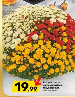 Bricomarche Chryzantema oferta
