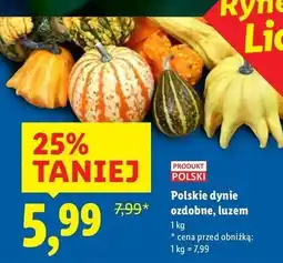 Lidl Dynia ozdobna oferta
