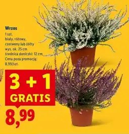 Lidl Wrzos żółty 12 cm oferta