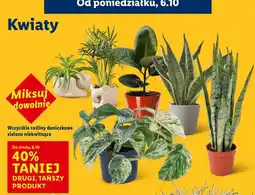 Lidl Rośliny doniczkowe oferta