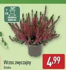 ALDI Wrzos zwyczajny 7 cm oferta