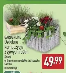 ALDI Kompozycja ozdobna w koszyku oferta