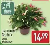 ALDI Grudnik w donicy 11.5 cm Gardenline oferta