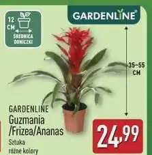 ALDI Ananas 35-55 cm Gardenline oferta