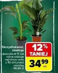 Carrefour Sterlicja biała oferta