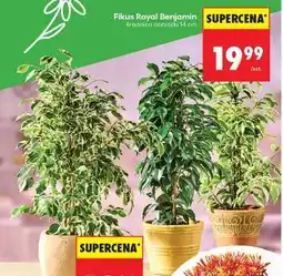 Biedronka Fikus Royal Benjamin oferta