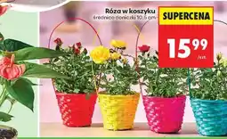Biedronka Róża w koszyku oferta