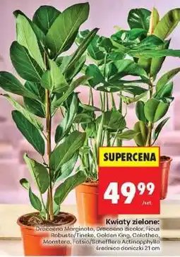 Biedronka Kwiaty zielone oferta