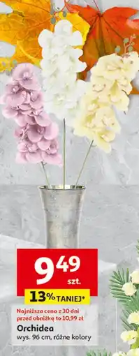 Auchan Orchidea oferta