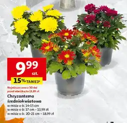 Auchan Chryzantema średniokwiatowa 20 cm oferta