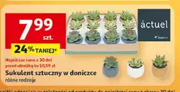 Auchan Sukulent sztuczny w doniczce Actuel oferta