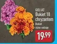 ALDI Chryzantemy 53 cm Goliat oferta
