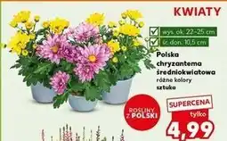 Kaufland Chryzantema średniokwiatowa oferta