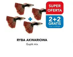 AquaelZOO Ryba akwariowa gupik mix oferta