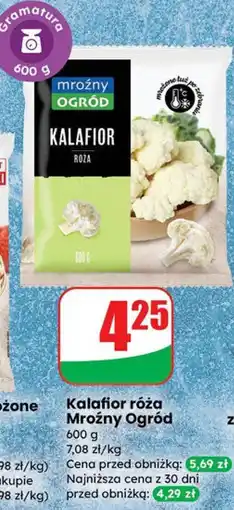 Dino Kalafior róża Mroźny Ogród oferta