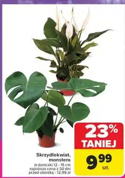 Carrefour Monstera oferta