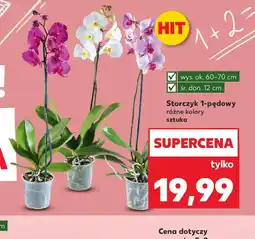 Kaufland Storczyk 1-pędowy oferta
