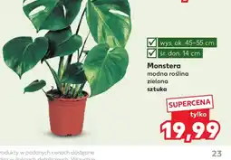 Kaufland Monstera oferta