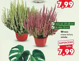 Kaufland Wrzos oferta