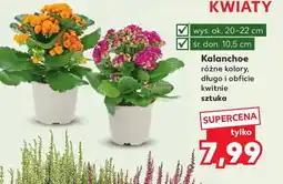Kaufland Kalanchoe oferta
