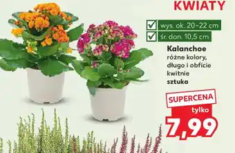 Kaufland Kalanchoe oferta