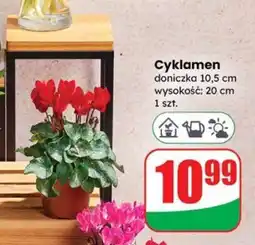 Dino Cyklamen oferta
