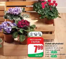 Dino Fiołek afrykański oferta