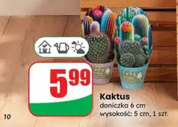 Dino KAKTUS oferta