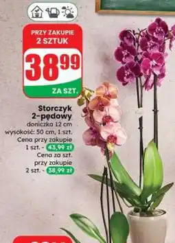 Dino Storczyk 2-pędowy oferta