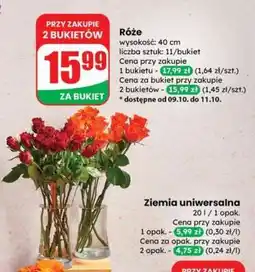 Dino Róże oferta