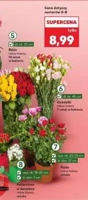Kaufland Róże różne kolory 13 sztuk w bukiecie oferta