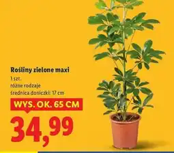 Lidl Roślina zielona oferta