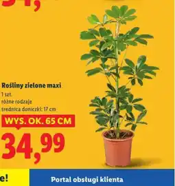 Lidl Rośliny zielone maxi oferta