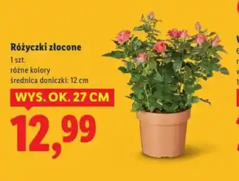 Lidl Różyczki złocone oferta