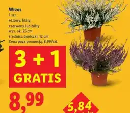 Lidl Wrzos oferta
