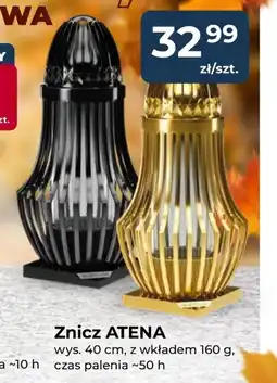 Mrówka Znicz oferta