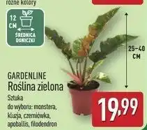 ALDI Monstera 12 cm Gardenline oferta