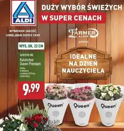 ALDI Kalanchoe don. 10.5 cm Queen (Rośliny) oferta