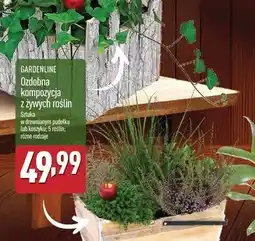 ALDI Kompozycja z żywych roślin wrzos w pojemniku drewna Gardenline oferta