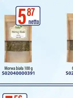 AT Zielnik Morwa biała oferta