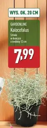 ALDI Kalocefalus 20 cm Gardenline oferta