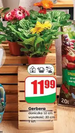 Dino Gerbera oferta