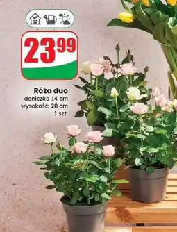 Dino Róża duo don. 14 cm oferta