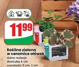 Dino Roślina zielona oferta