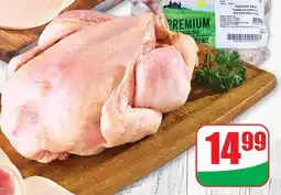 Dino Kurczak Sielski Agro Rydzyna oferta
