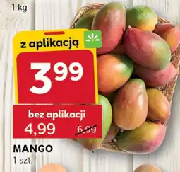 Stokrotka Mango Stokrotka oferta