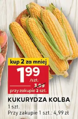 Stokrotka Kukurydza kolba Stokrotka oferta