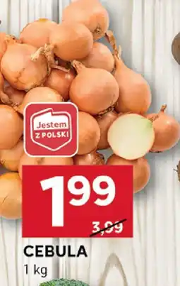Stokrotka Cebula Stokrotka oferta