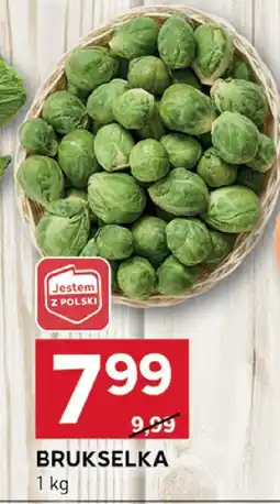 Stokrotka Brukselka Stokrotka oferta