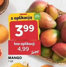 Stokrotka Mango Stokrotka oferta